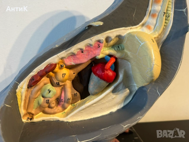 Соц Учебен Анатомичен Модел на Гълъб, снимка 9 - Антикварни и старинни предмети - 53667367