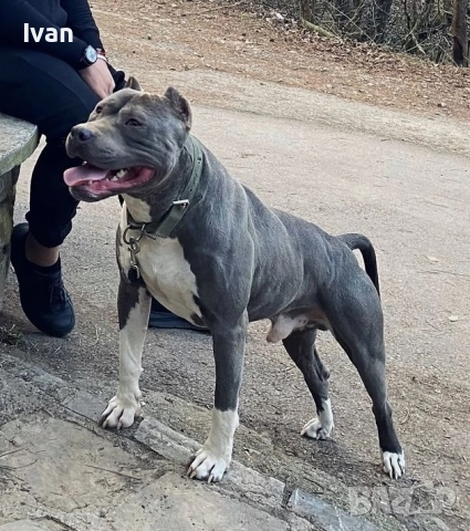 Питбул момиче, снимка 5 - Питбул - 52898884
