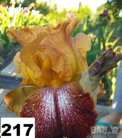 Сортови вискоки ириси /брадати ириси, снимка 10 - Градински цветя и растения - 51459181