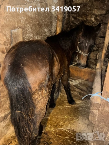 Конче на 11 месеца и бременна коза, снимка 5 - Коне - 53712025