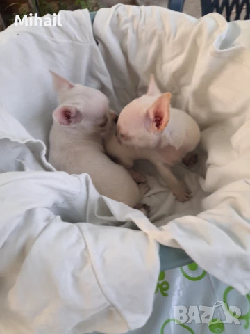 Продавам чихуахуа, снимка 7 - Чихуахуа - 51161252