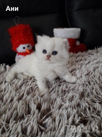 МНОГО, МНОГО КРАСИВИ КОТЕНЦА МЕЧТА , снимка 2 - Персийска - 52584785