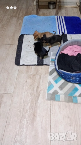 Продавам чихупинчерчета, снимка 3 - Пинчер - 52828662