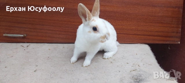 Декоративни Зайчетаа, снимка 4 - Декоративни зайчета - 52876518