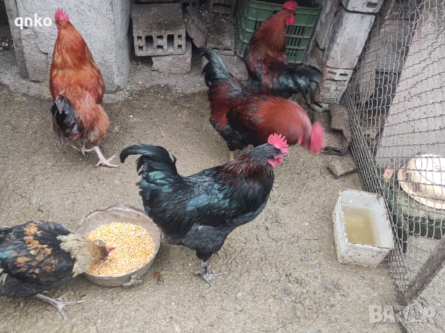 Продавам петли, снимка 2 - Кокошки и пуйки - 53077225