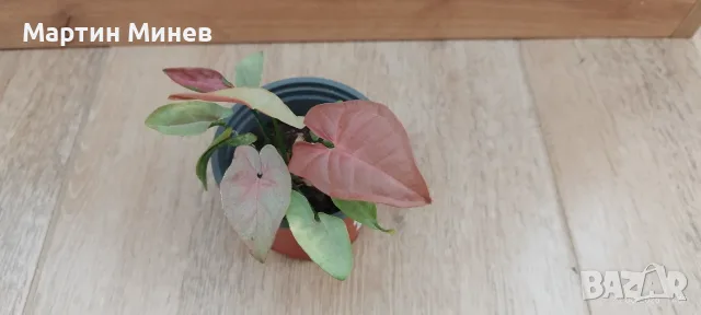 Сингониум (Syngonium) «T1510» 