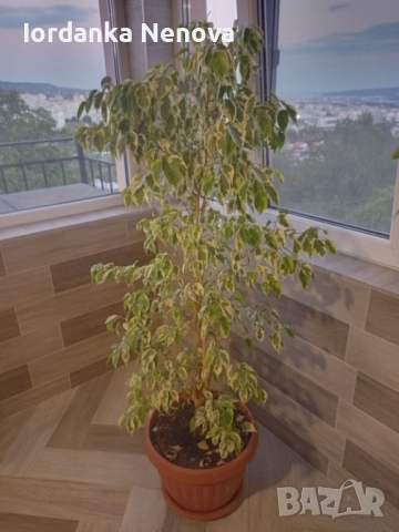 Шарен бенджамин 