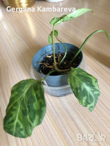 Philodendron Gloriosum Snow Leopard 