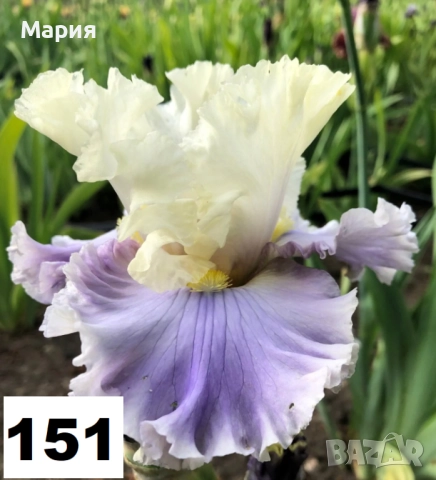Сортови вискоки ириси /брадати ириси, снимка 17 - Градински цветя и растения - 51458720