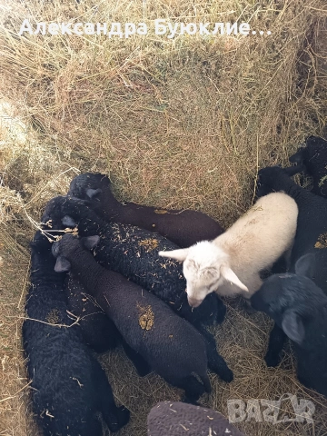 медночервена шуменска агнета 