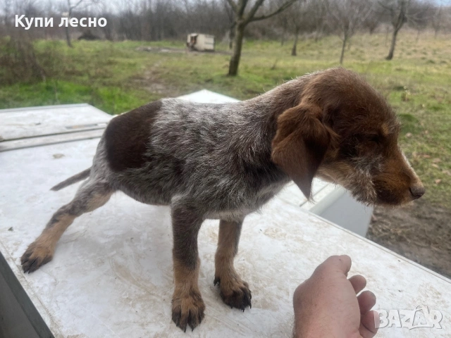 Кучета за трюфели, снимка 8 - Кокер шпаньол - 53373963