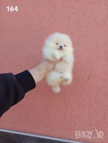 Миниатюрно мини момиче. Мини Померан. Реални снимки от 11.03. 2026 г, снимка 2 - Померан - 53792799