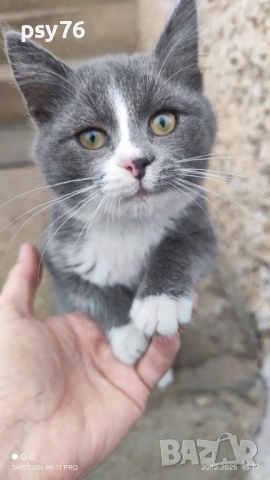 Сиво малко котенце си търси дом