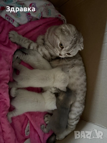  Колор пойнт бебета , снимка 5 - Британска късокосместа - 47976326