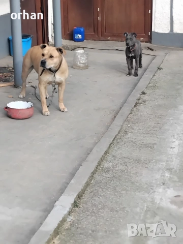 американски стаф, снимка 2 - Питбул - 53716932