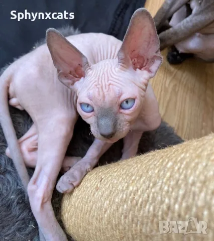 Котенца момичета и момчета канадски сфинкс, снимка 18 - Сфинксове - 49394602