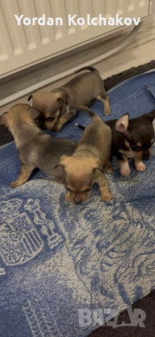 Чиху-пинчери 