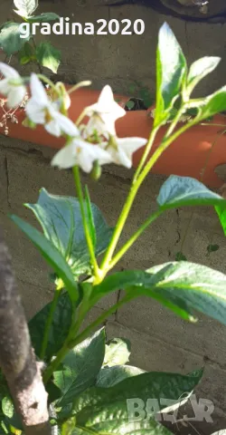 Пепино -Пъпешово дърво СЕЗОННА РАЗПРОДАЖБА !!!, снимка 6 - Разсади - 50425686