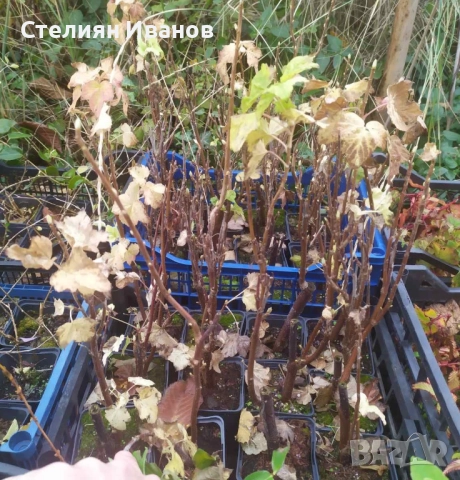 Касис, черно френски грозде (Ribes nigrum 'Titania'), снимка 6 - Градински цветя и растения - 52354434