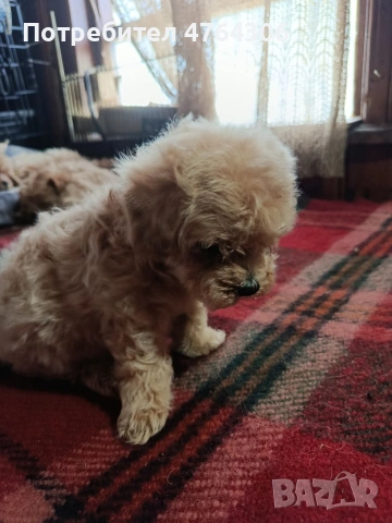 Малтипу, снимка 4 - Други - 53827276