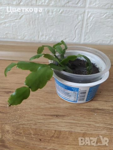 10 стайни растения + отстъпка и подарък, снимка 10 - Стайни растения - 52581659