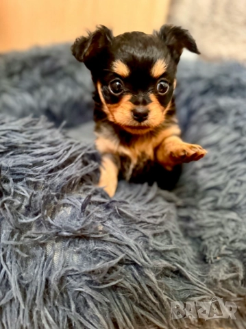 Кученца чихуахуа Момичета, ваксинирани, снимка 3 - Чихуахуа - 52786882