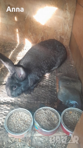 продавам эайци женски и мъжки на 6 месеца , снимка 2 - Други животни - 52834427