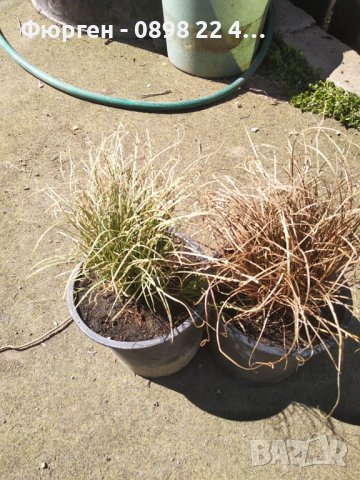 Карекс - Декоративна трева, снимка 4 - Градински цветя и растения - 40887333