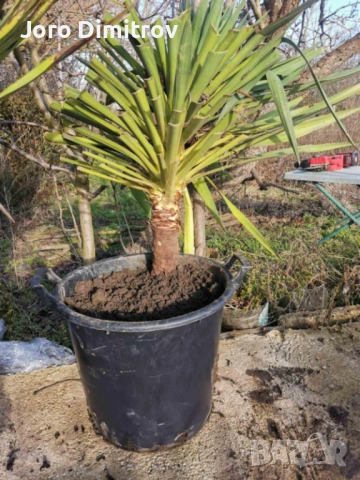 Палма юка външна студоустойчива, снимка 14 - Градински цветя и растения - 53031740