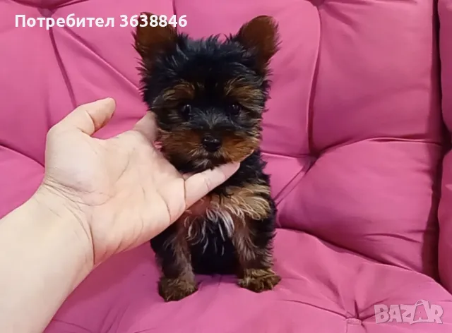 Мини Йоркширски териер