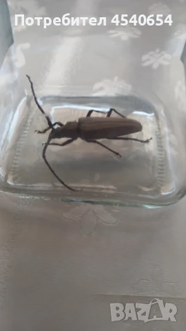 Насекоми , снимка 1