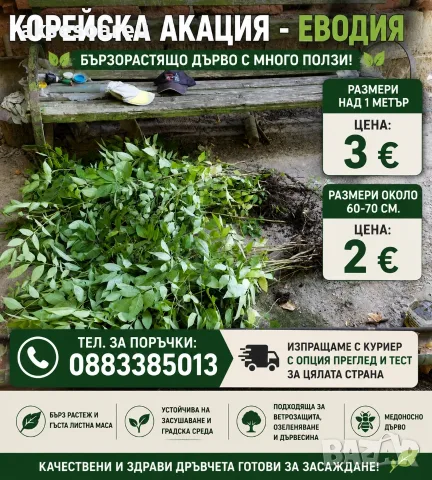 Висококачествен разсад фиданки от медоносното дърво на пчеларя Еводия Даниели (Корейска Акация), снимка 4 - Разсади - 55824366
