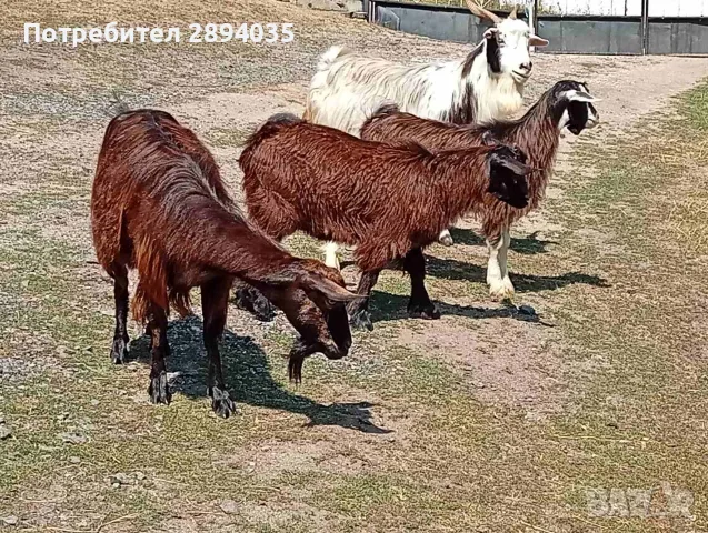 свободни кози + пръч , снимка 6 - Кози - 56126008