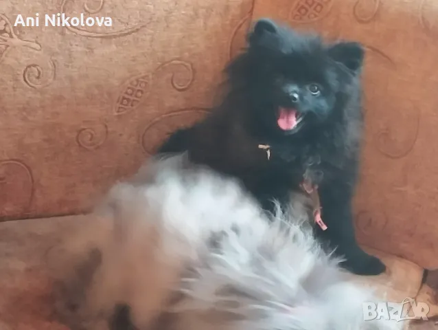 Мини померан женски, снимка 14 - Померан - 50411468