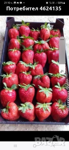 Продавам разсад ягоди, снимка 11 - Сортови семена и луковици - 52068496