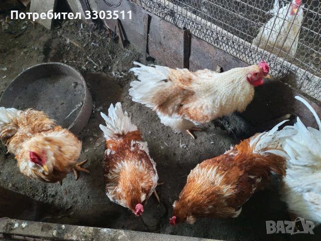 Продавам петлета