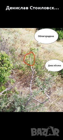 Ашладисване на овошки 