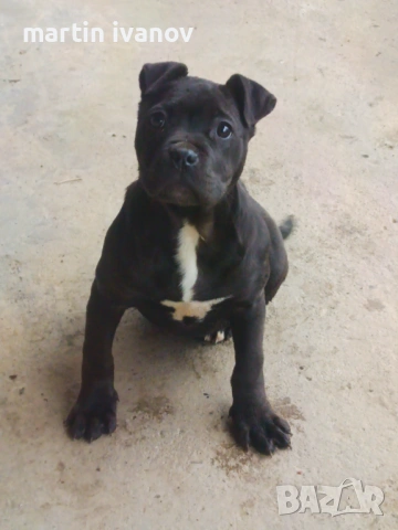 Мъжко питбулче