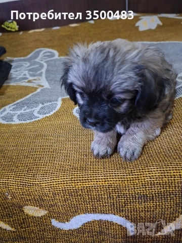 4 момичета и 1 момче Пекинези, снимка 9 - Пекинез - 52584455