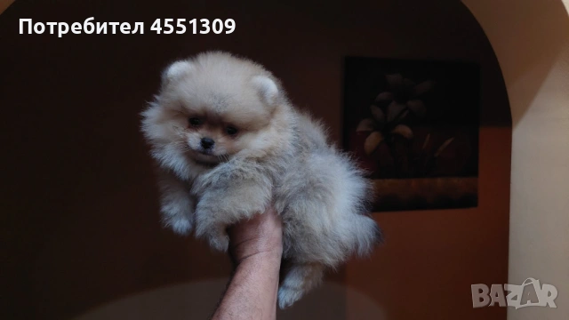 Померан мини, снимка 3 - Померан - 53468417