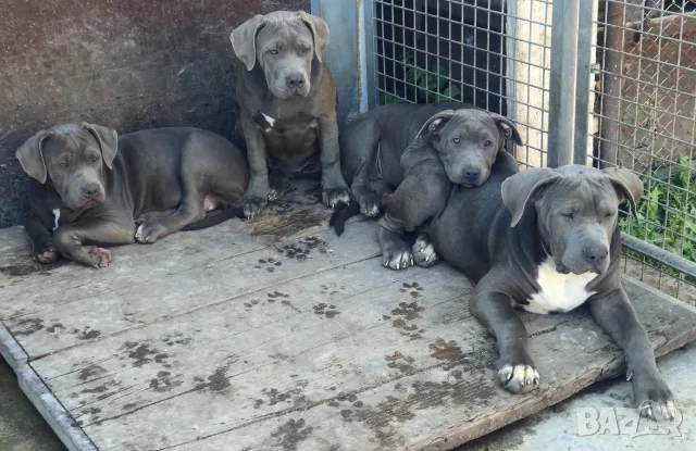 Американско Були Ххл American bully XXl , снимка 8 - Питбул - 56316424