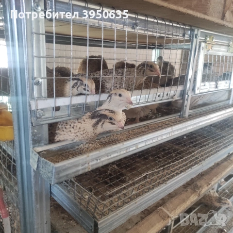 Пъдпъдъци , снимка 2 - други­ - 53696198