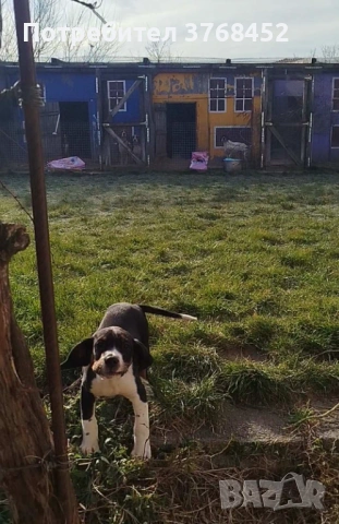 Продам женско гонче, снимка 3 - Гонче - 53237381