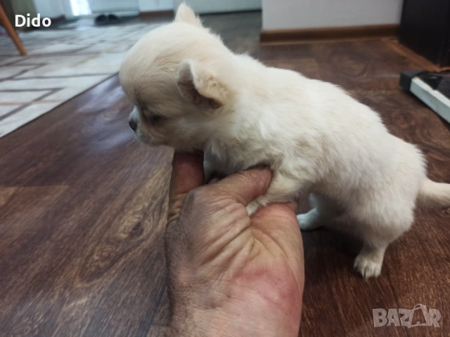 Продавам мъжки и женски чихуахуа 