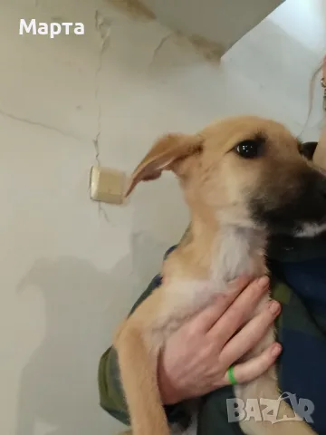 Свободни кученца търсят любящ дом.