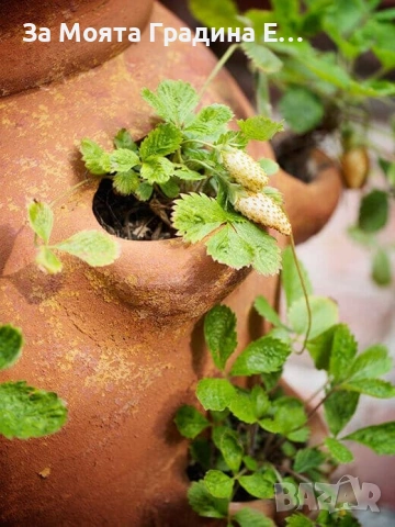 жълта горска Ягода , снимка 2 - Разсади - 53623699