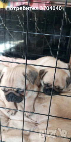 бебе мопс момче търси грижовно и любящо семейство!, снимка 7 - Други животни - 53559109