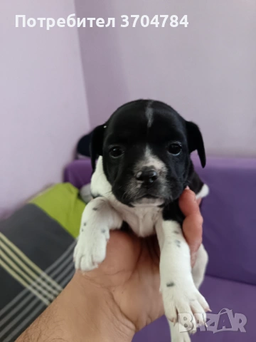 Продавам френско булдоче , снимка 3 - Френски булдог - 53754149