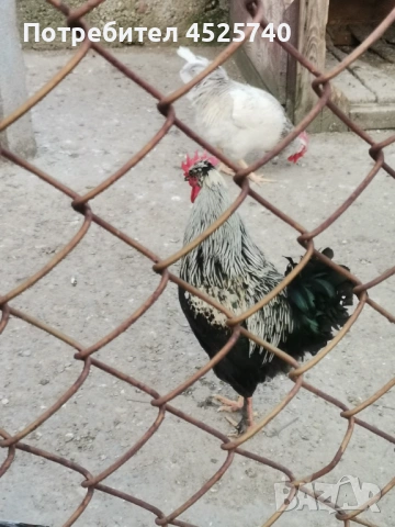 Петли за гледане и за клане , снимка 3 - Кокошки и пуйки - 53868507