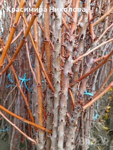 Продавам овощен посадъчен материал, снимка 10 - Разсади - 52362615